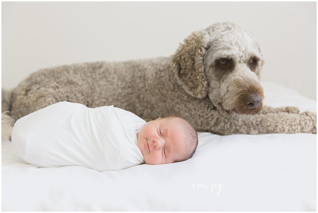 newborn family dog dallas